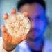 Koppert Launches New Biological Foliar Fungicide Macan™ in Brazil