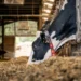 Feeding Cows for Maximum Milk Production
