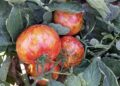 Beating ToBRFV: How One Commercial Greenhouse Replaced Chemical Sprays with Prevention