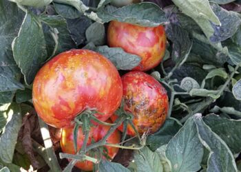 Beating ToBRFV: How One Commercial Greenhouse Replaced Chemical Sprays with Prevention