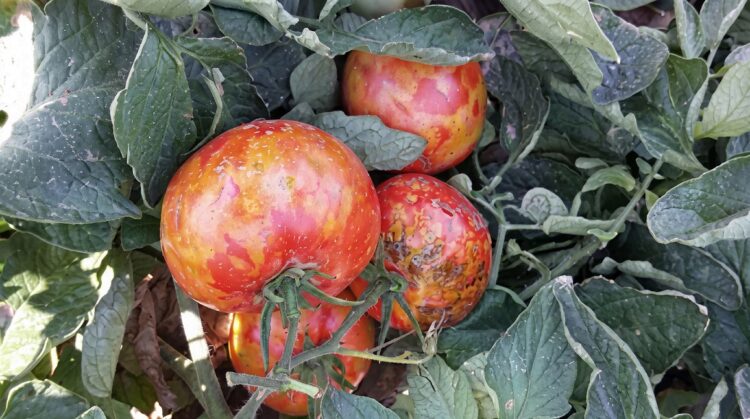 Beating ToBRFV: How One Commercial Greenhouse Replaced Chemical Sprays with Prevention
