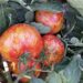 Beating ToBRFV: How One Commercial Greenhouse Replaced Chemical Sprays with Prevention