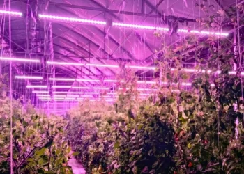 Bloemteknik Supplies Adaptive Horticultural Lighting System To Eden Project Greenhouse Installation In Cornwall