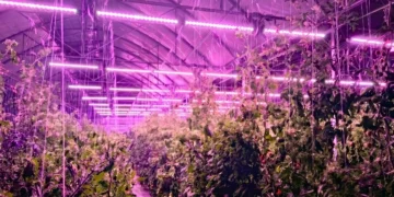 Bloemteknik Supplies Adaptive Horticultural Lighting System To Eden Project Greenhouse Installation In Cornwall