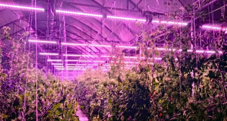 Bloemteknik Supplies Adaptive Horticultural Lighting System To Eden Project Greenhouse Installation In Cornwall