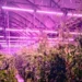 Bloemteknik Supplies Adaptive Horticultural Lighting System To Eden Project Greenhouse Installation In Cornwall