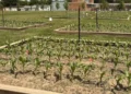 Grodan and Vineland Lead Greenbelt-funded Research on Reusing Greenhouse Stone Wool