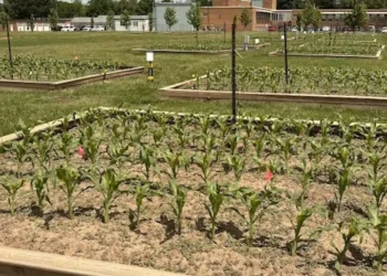 Grodan and Vineland Lead Greenbelt-funded Research on Reusing Greenhouse Stone Wool