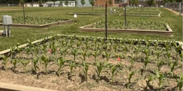 Grodan and Vineland Lead Greenbelt-funded Research on Reusing Greenhouse Stone Wool