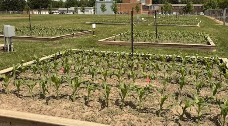 Grodan and Vineland Lead Greenbelt-funded Research on Reusing Greenhouse Stone Wool