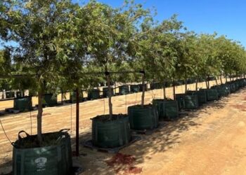From Root to Trunk: A Whole-Tree Approach to Nursery Production by Growinnovate