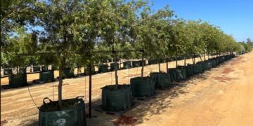 From Root to Trunk: A Whole-Tree Approach to Nursery Production by Growinnovate