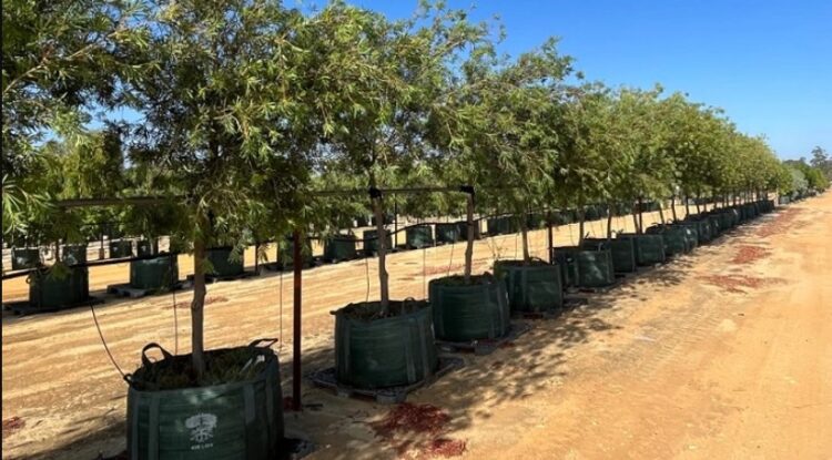 From Root to Trunk: A Whole-Tree Approach to Nursery Production by Growinnovate
