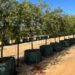 From Root to Trunk: A Whole-Tree Approach to Nursery Production by Growinnovate