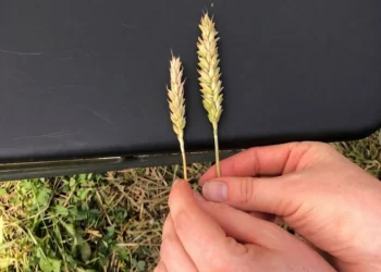 Bionium®: Leading the Future of Pure Organic Agriculture