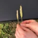 Bionium: Leading the Future of Pure Organic Agriculture