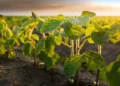 Ahead of the Geneva Conference of the Global Framework on Chemicals, African Regulators Discuss a Science-Based Path on Highly Hazardous Pesticides (HHP)