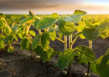 Ahead of the Geneva Conference of the Global Framework on Chemicals, African Regulators Discuss a Science-Based Path on Highly Hazardous Pesticides (HHP)