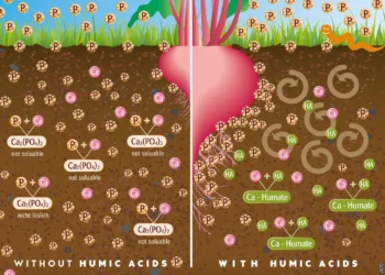 From Soil Regeneration to Precision Biostimulation: The Next Evolution of Gulf Agriculture
