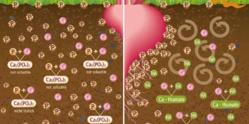 From Soil Regeneration to Precision Biostimulation: The Next Evolution of Gulf Agriculture
