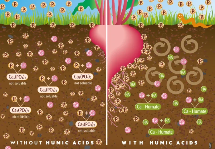 From Soil Regeneration to Precision Biostimulation: The Next Evolution of Gulf Agriculture
