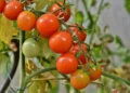 GLOBBER® AND SIVAR GOLD® BOOSTING TOMATOES, PEPPERS AND VEGETABLES
