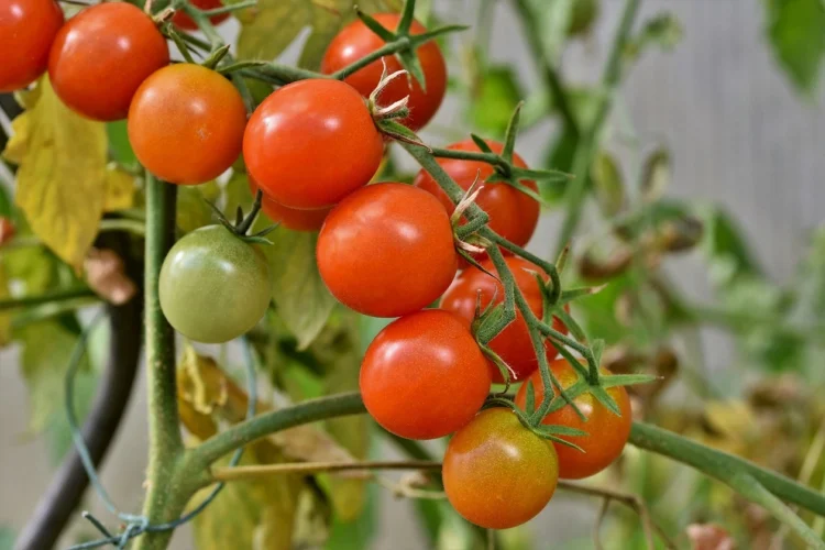 GLOBBER® AND SIVAR GOLD® BOOSTING TOMATOES, PEPPERS AND VEGETABLES